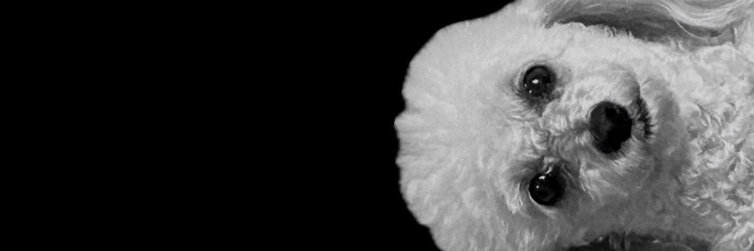melinalopesm's profile banner image