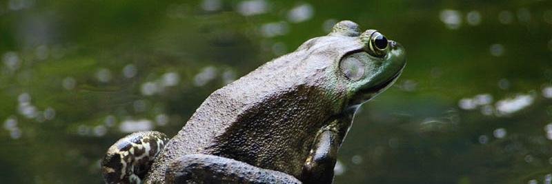 JoAnn Balingit | @Balingit on Bluesky banner