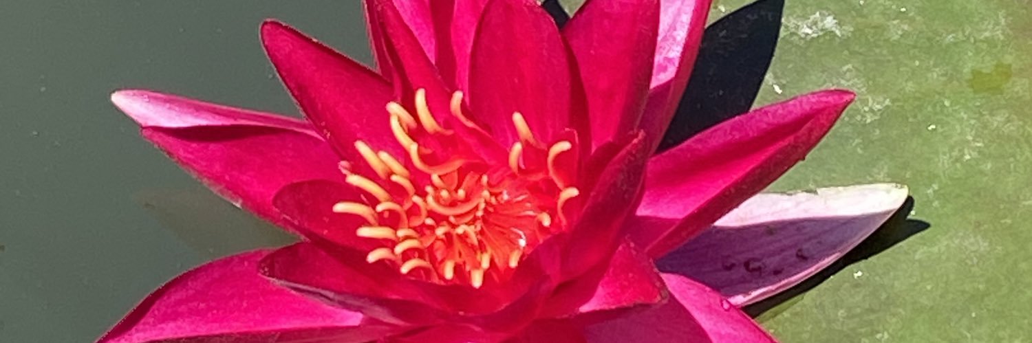 LilouMaggie's profile banner image