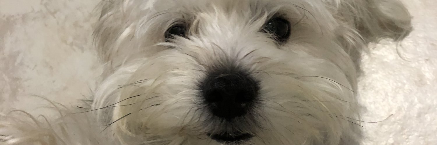 stephaniiaa__'s profile banner image