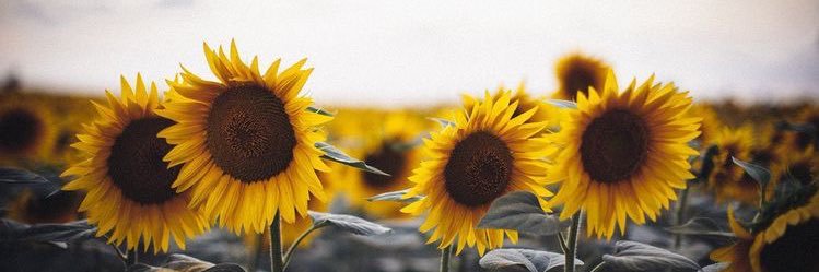 Kizzycat24's profile banner image