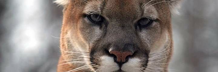 ONDEADOGARCYA's profile banner image