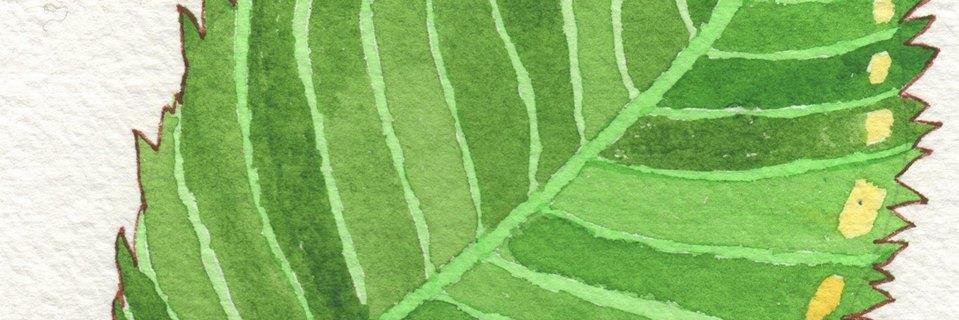 OldElmTree's profile banner image