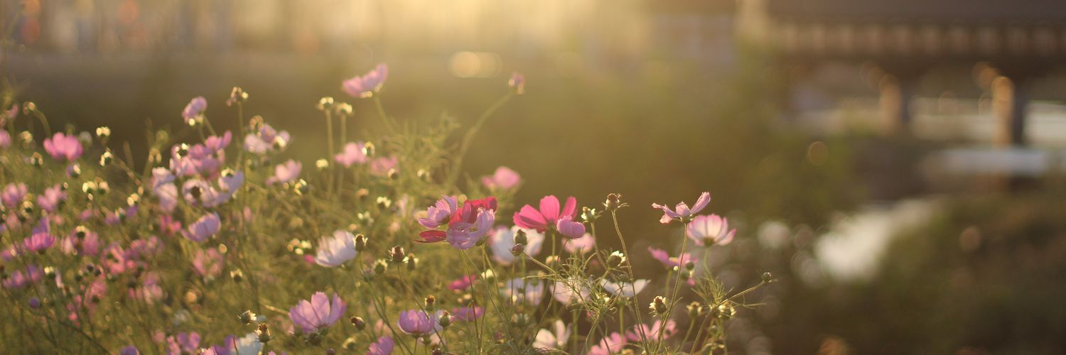 hanihoney92's profile banner image