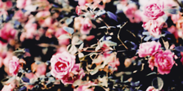 sunofselly's profile banner image
