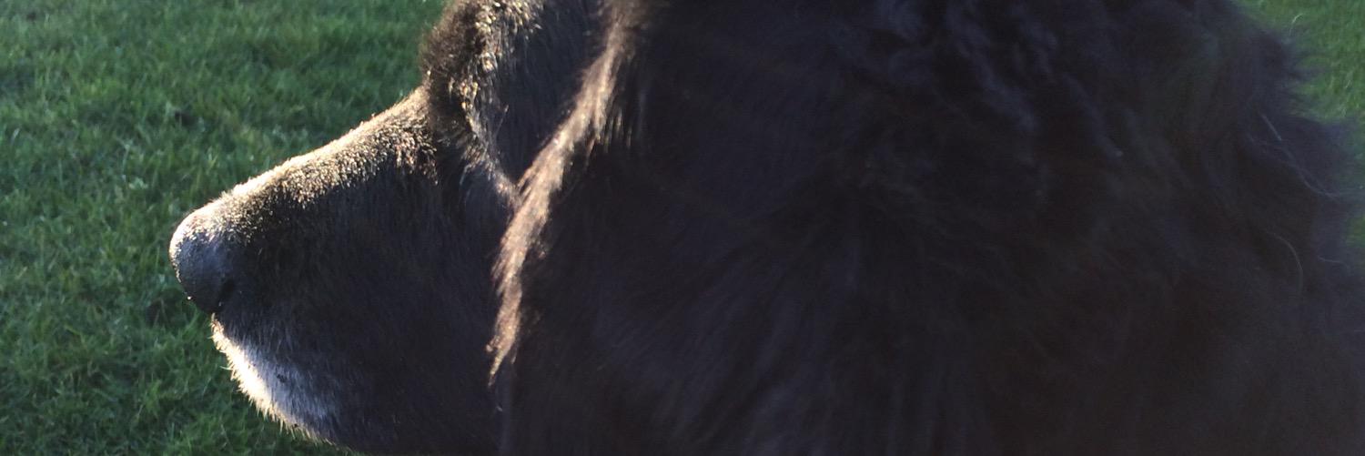 ayywilliam's profile banner image