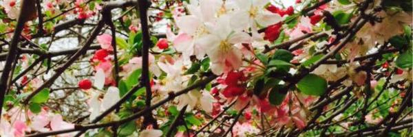 TooheyL Profile Banner