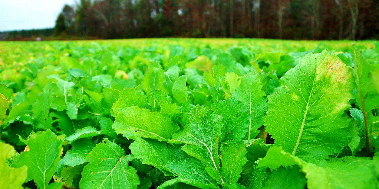 tecomateSEED's profile banner image