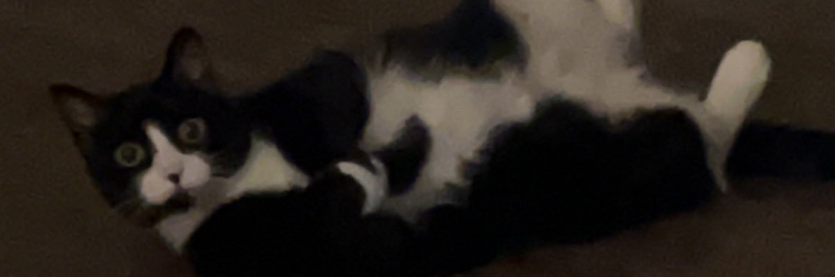 StephBradenn's profile banner image