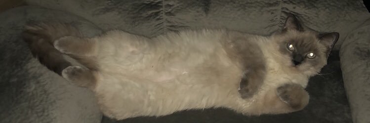 pattycakeeees's profile banner image