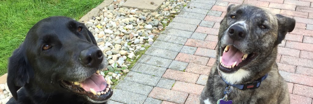 3barksriley_willow_mollie banner