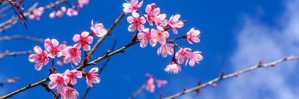 Squidsquirt Profile Banner