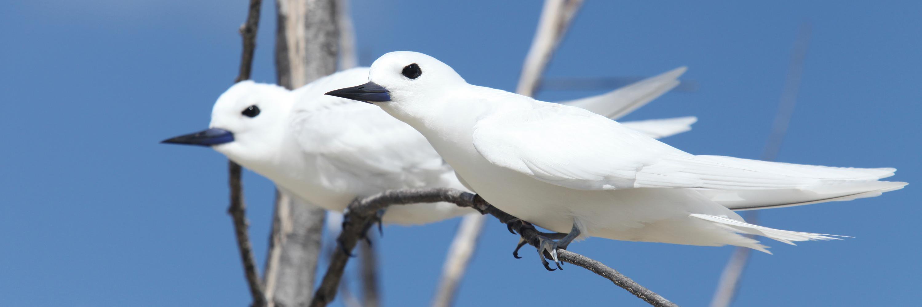 Olivier Langrand banner