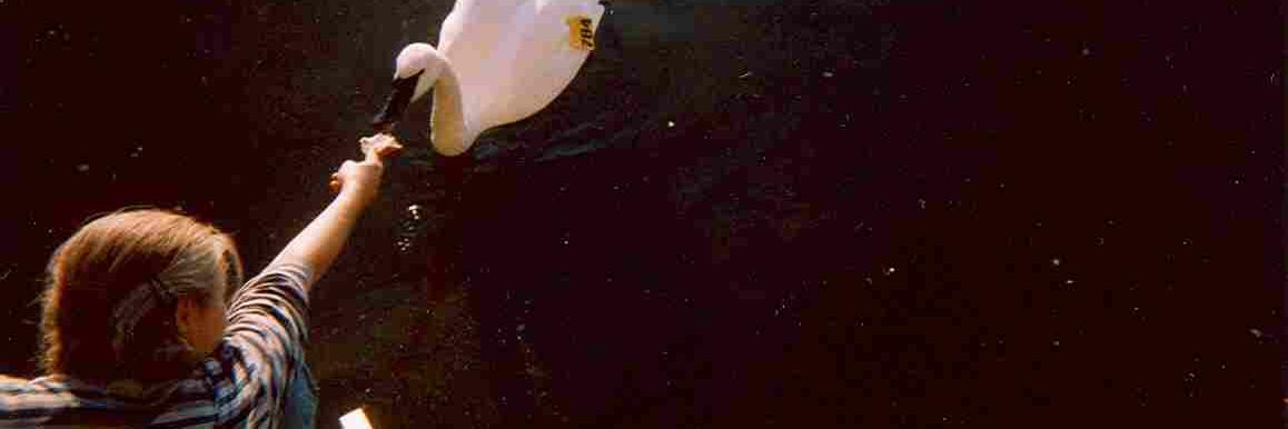 Lalimn GraBow banner