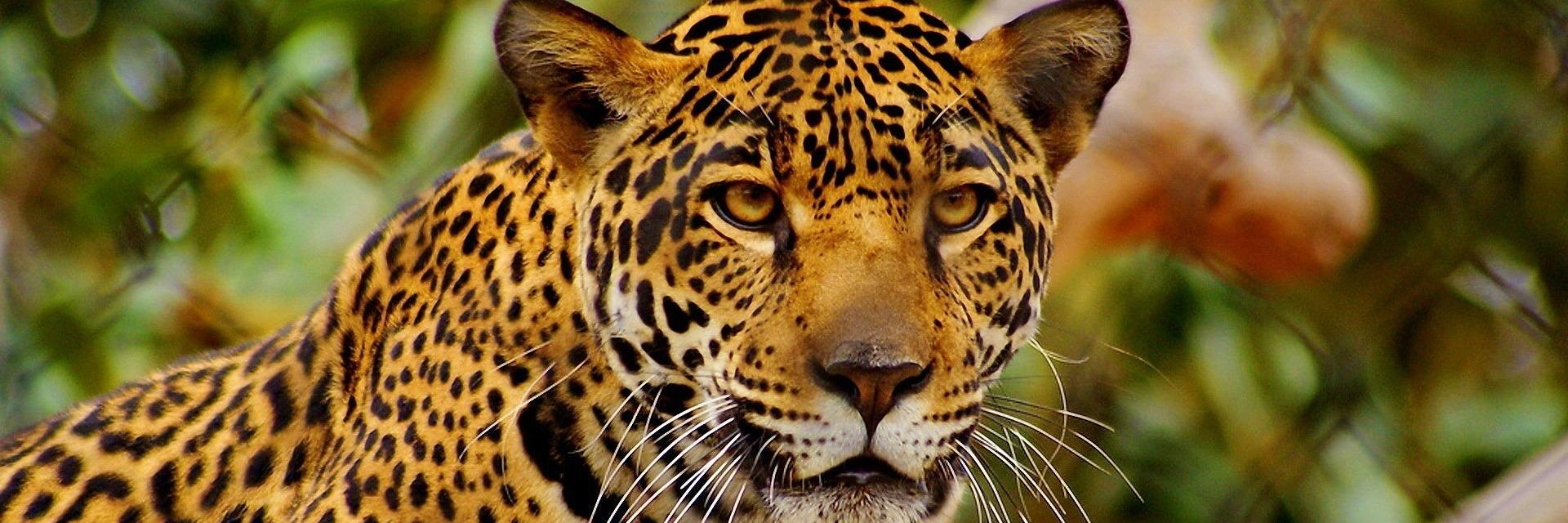 indio_cuscatlec's profile banner image