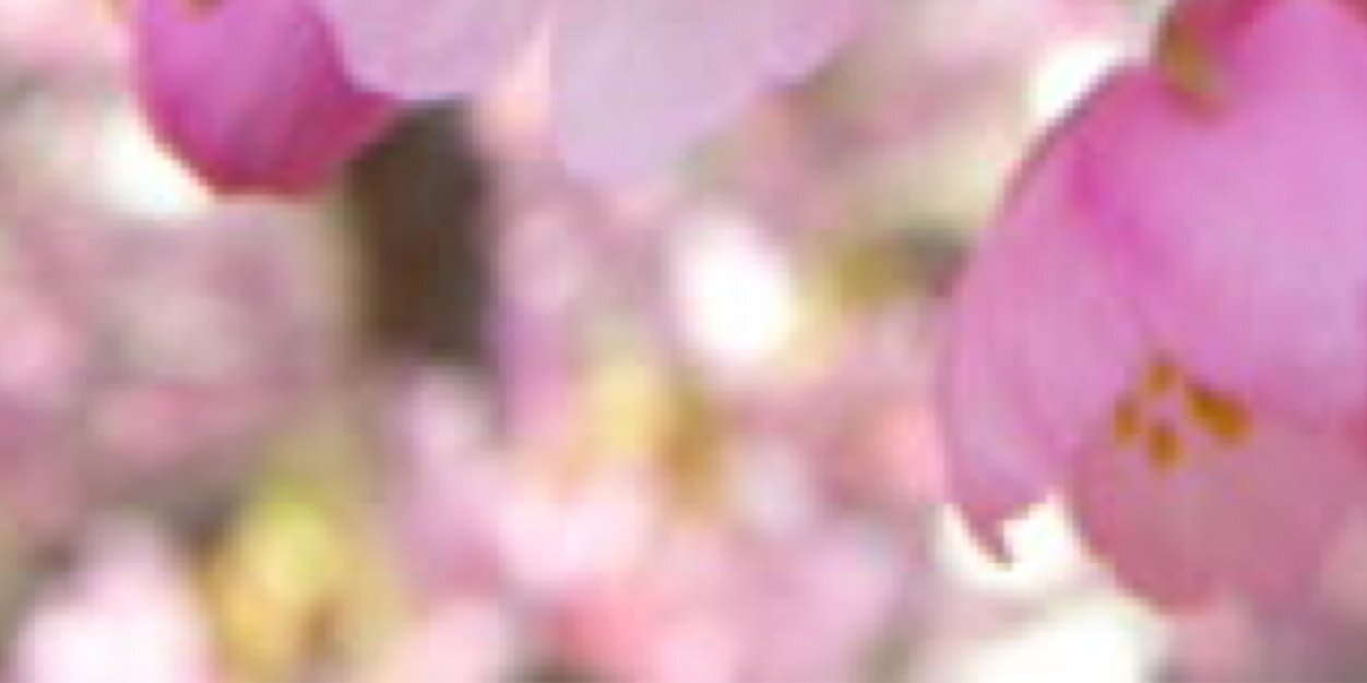 Sakura4467's profile banner image