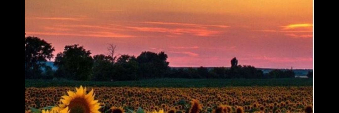 Carolcaoleng's profile banner image