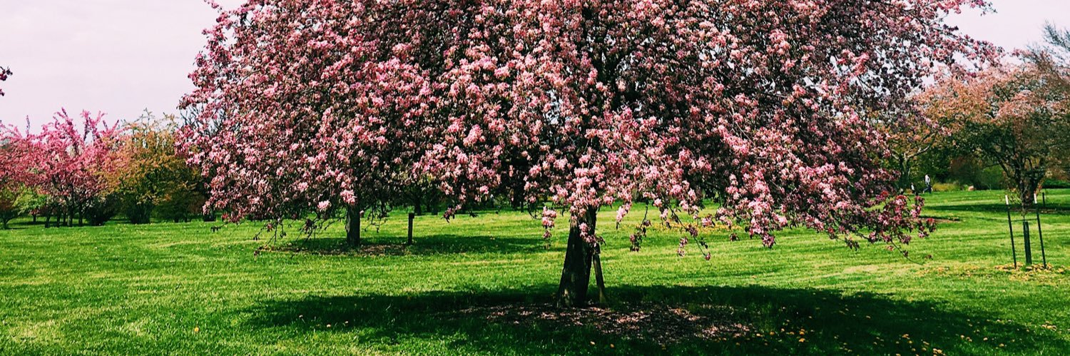 Dixon Ticonderegis banner