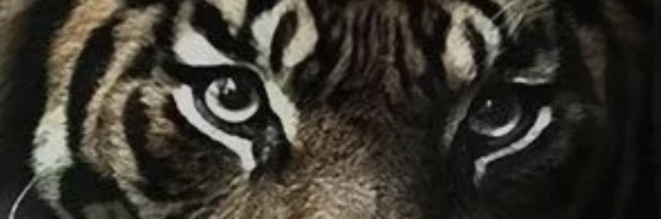 SchettinoJesus's profile banner image