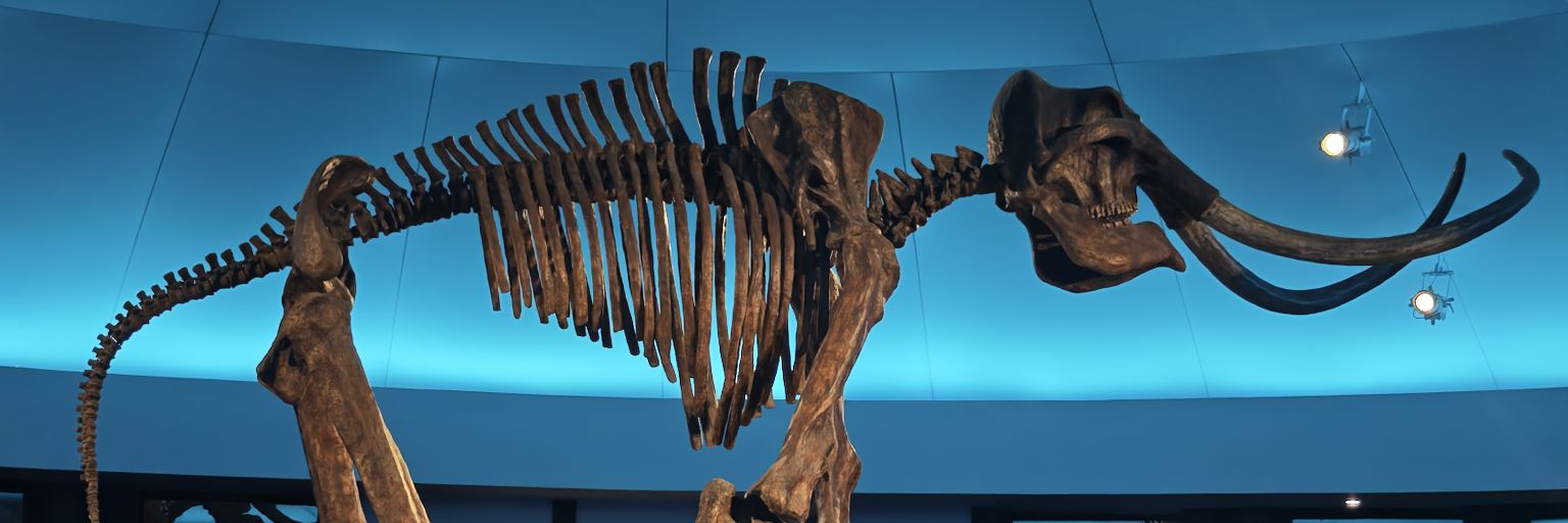 Dano Martinez banner