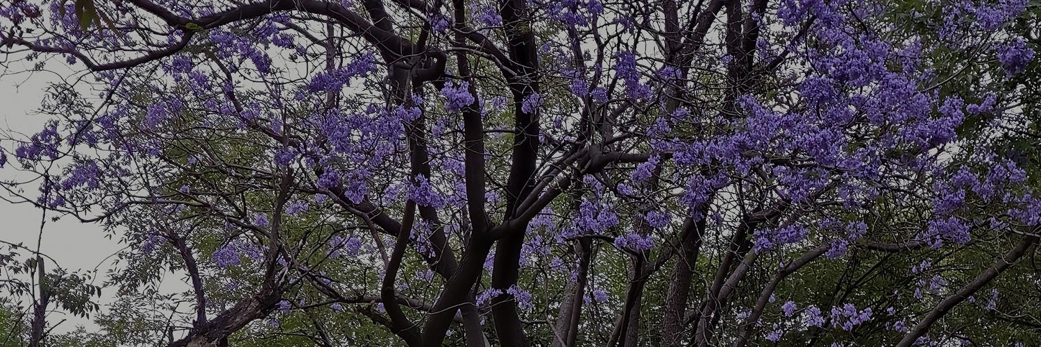 StambukD's profile banner image