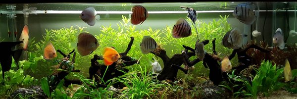 alfinpri Profile Banner