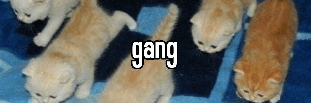 Gabeszko banner