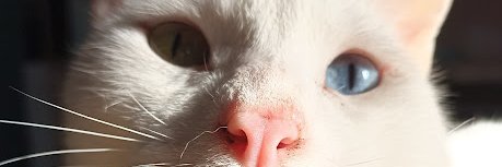 fdeflorcis's profile banner image