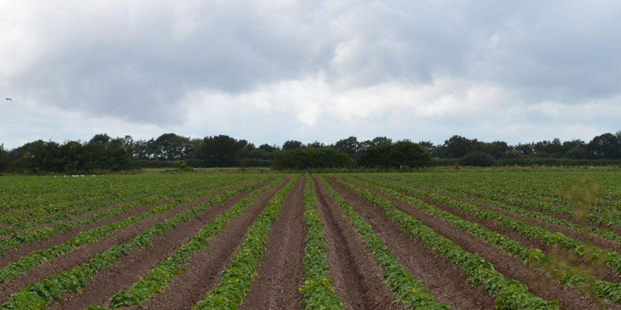PanamáAgro banner