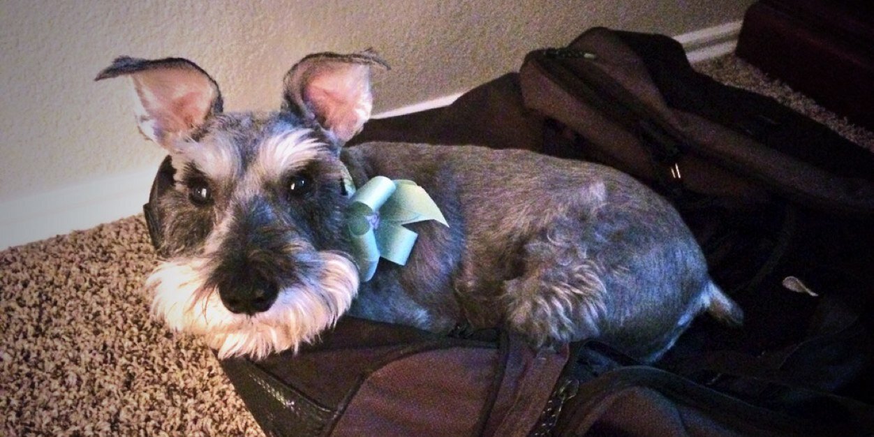 PrincessReecie's profile banner image