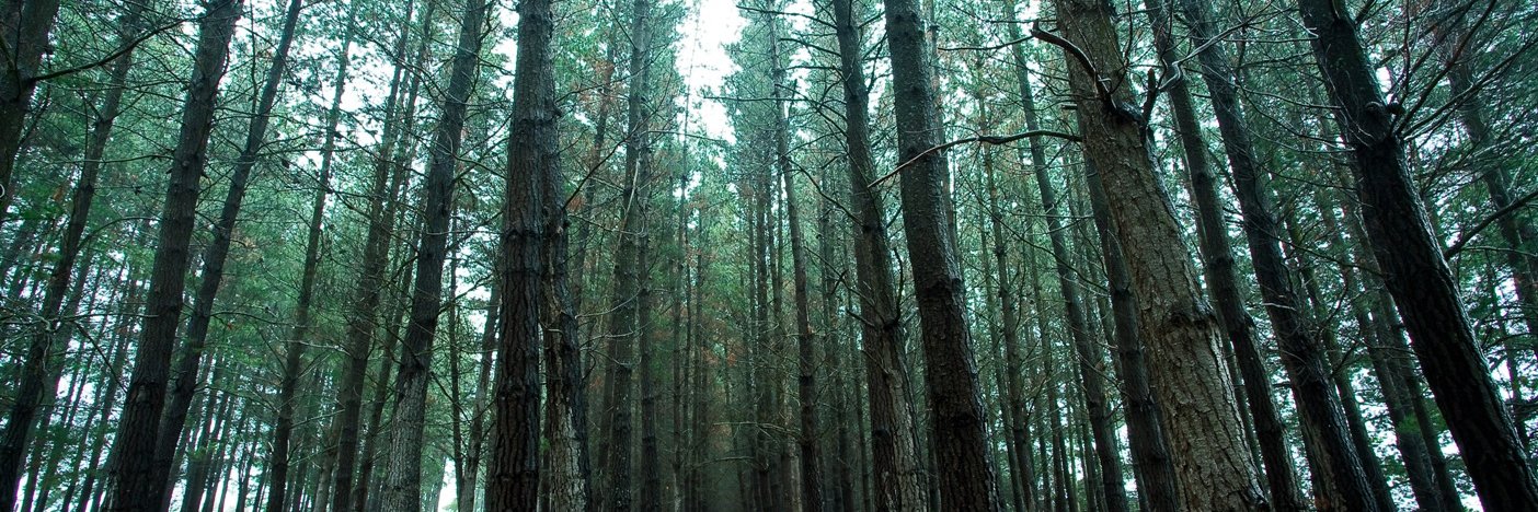 Dr. Phoenix R Crane banner