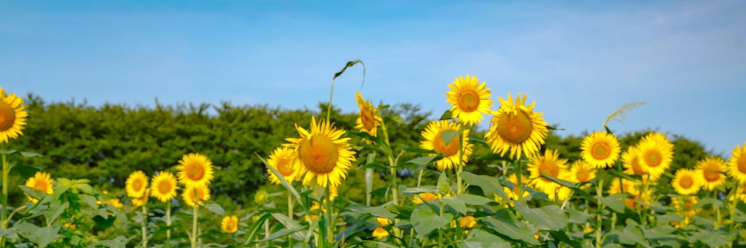 veryfruitae's profile banner image