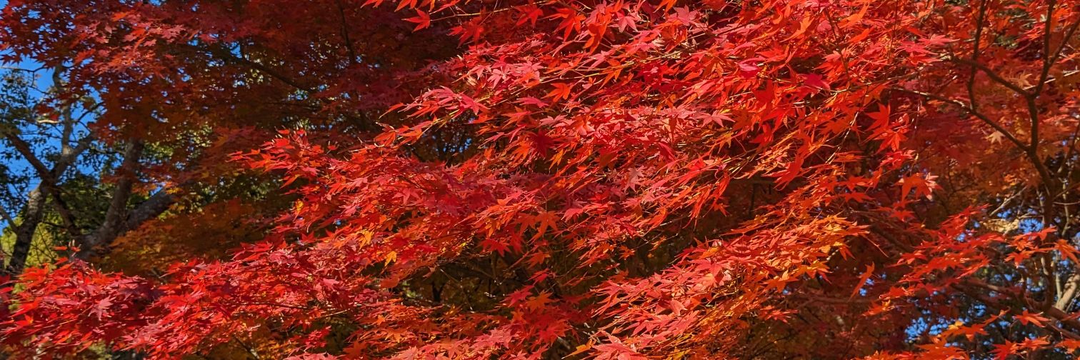 nimosan93's profile banner image