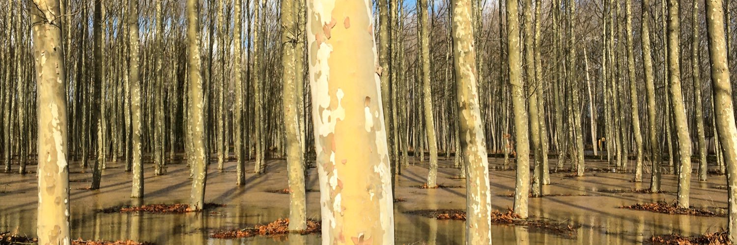 Ajuntament de Sils banner