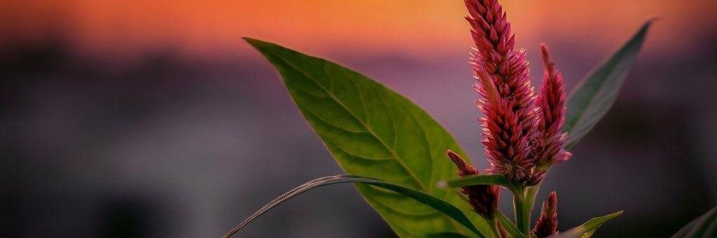 Mem_saif9's profile banner image