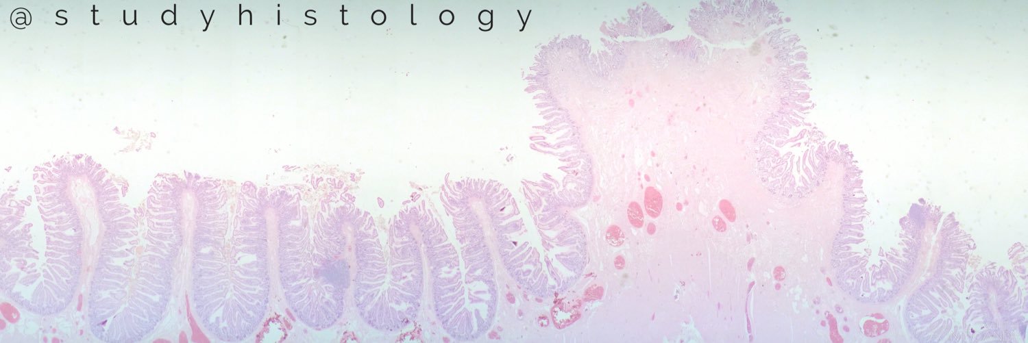 Histology Student banner