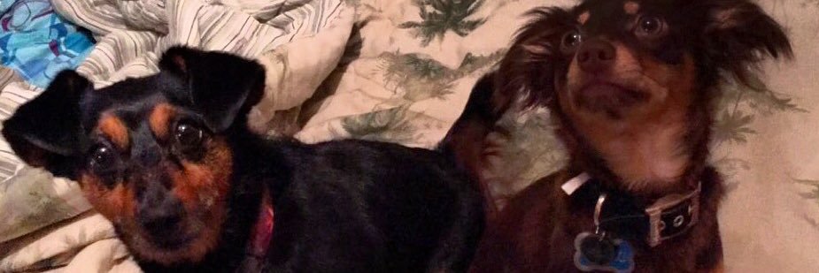 OreosNOmilk's profile banner image