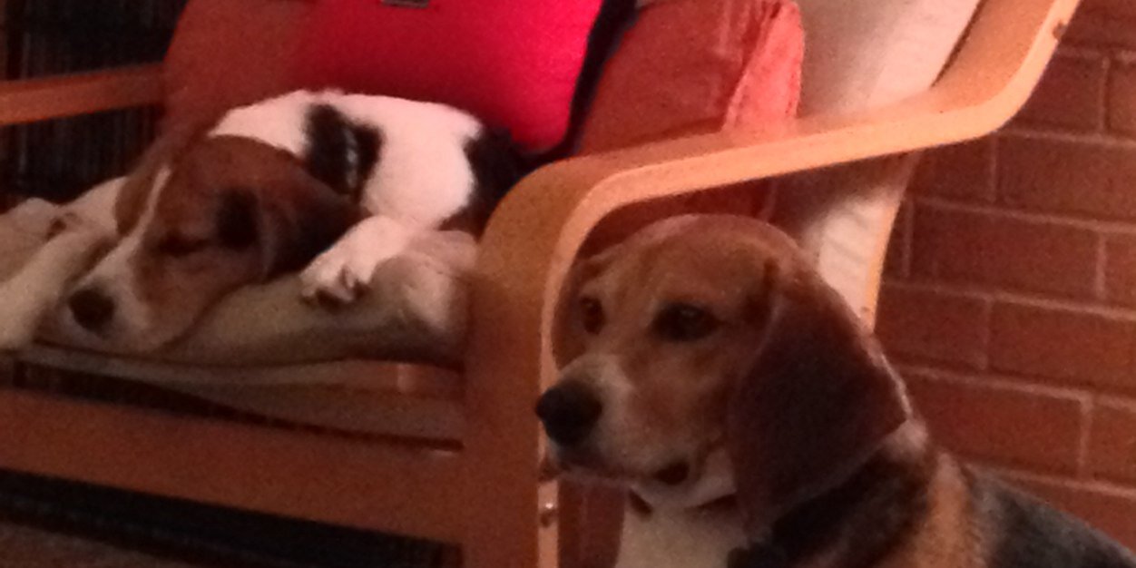 texas_beagles's profile banner image