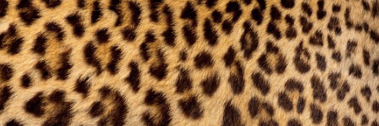 LorenaGuzman_'s profile banner image