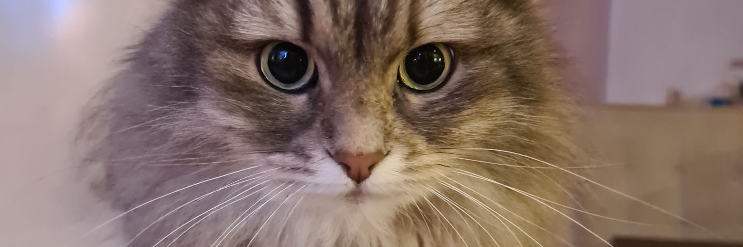 deborrie's profile banner image