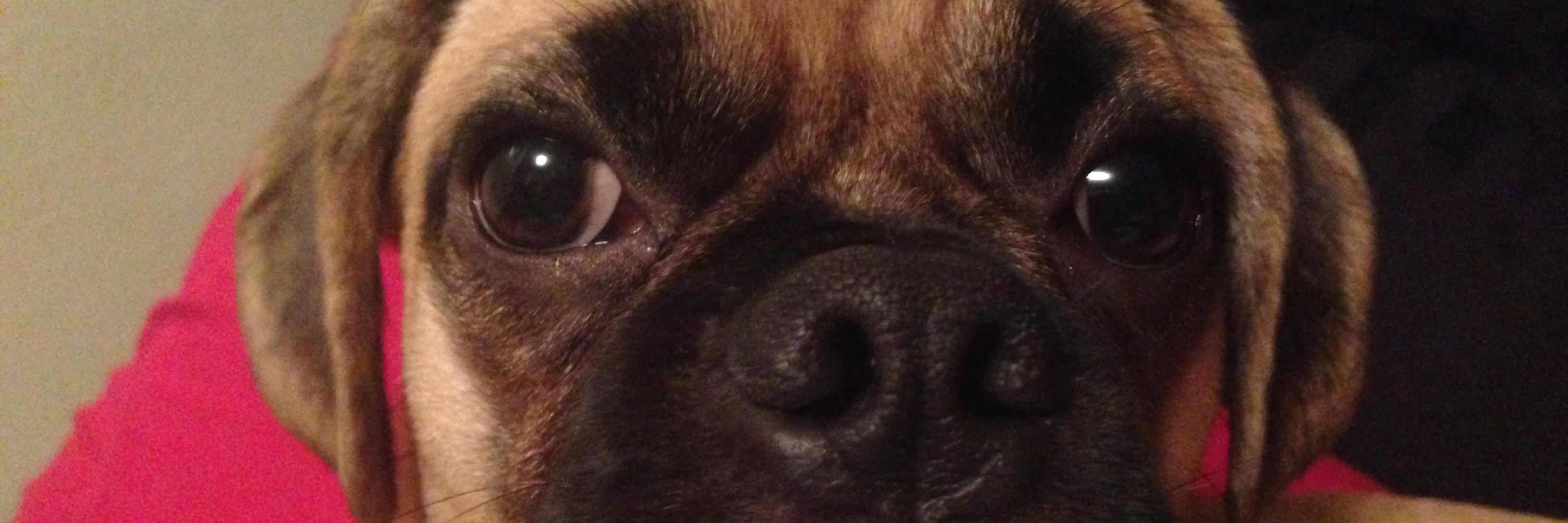 metropetsnyc's profile banner image