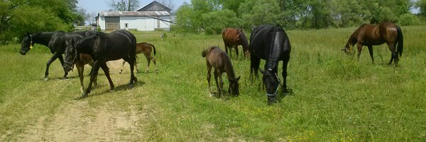 JaymeLaing Profile Banner