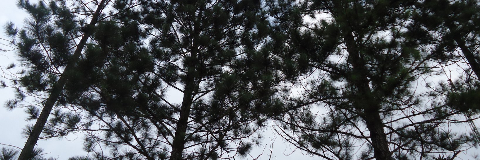 OmarrJesus's profile banner image
