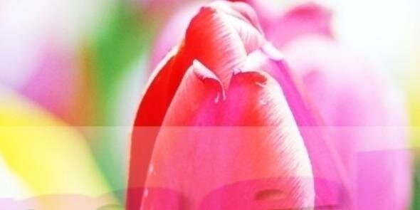 iPrimeBiz's profile banner image