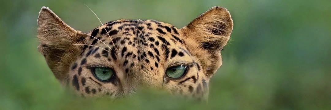 _dessacrf's profile banner image