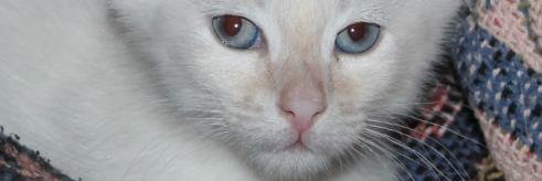 wobbling muon banner