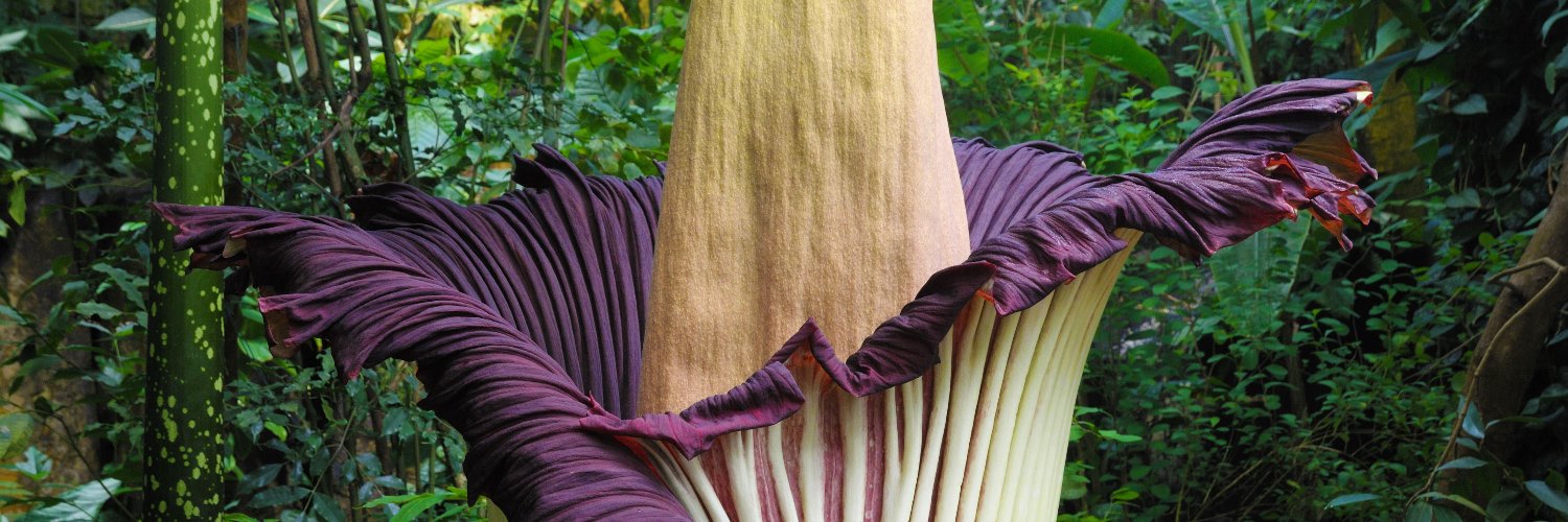 AmazingPlants's profile banner image