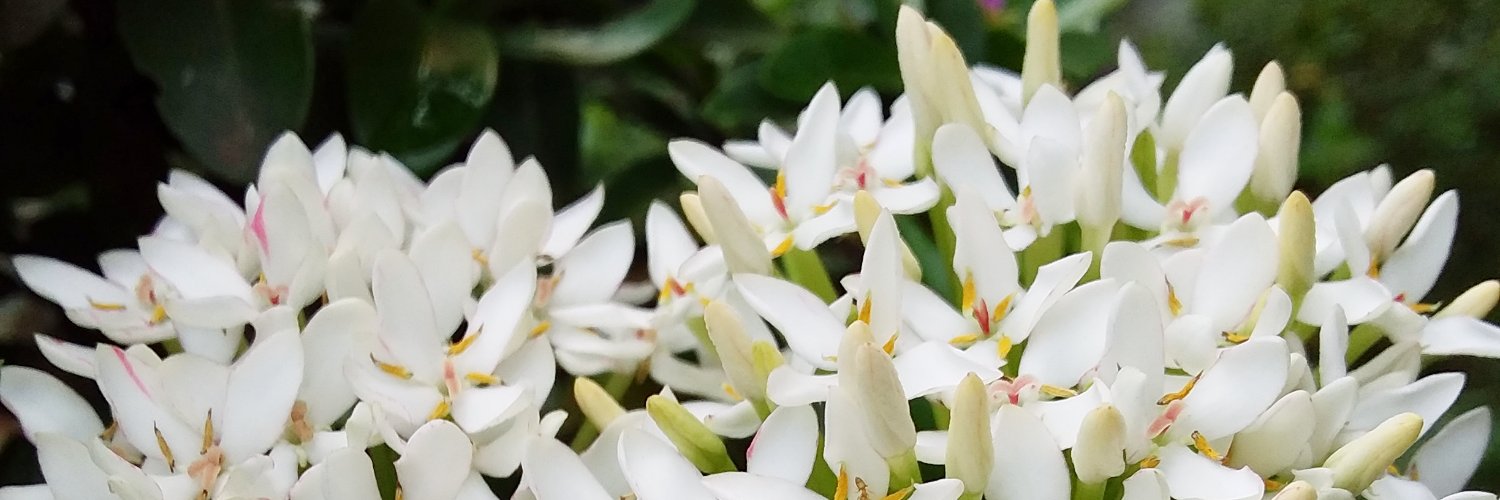 LiSetiastuti's profile banner image