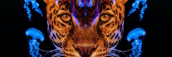 danielbraum Profile Banner