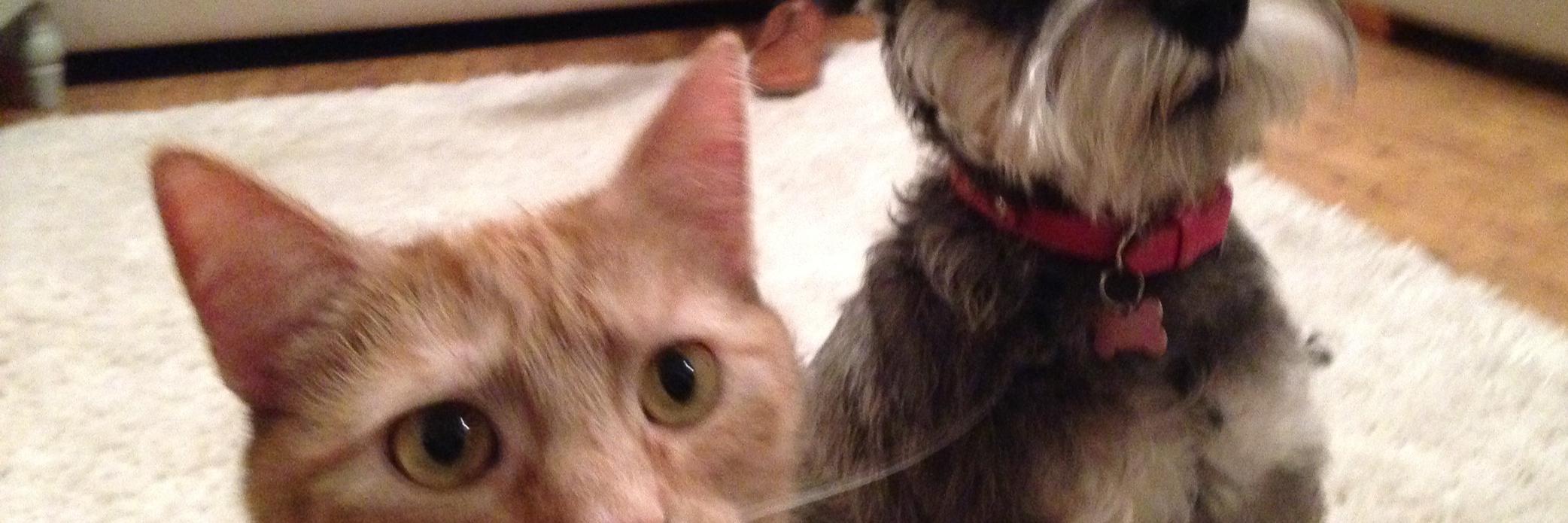 DogsMogs's profile banner image